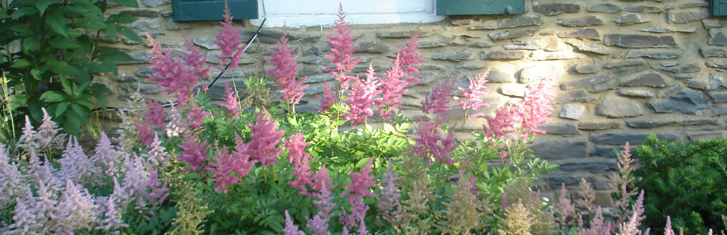 Photo of summer flowers that are pink in color in full bloom